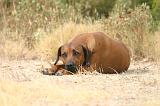 RODESIAN RIDGEBACK 262